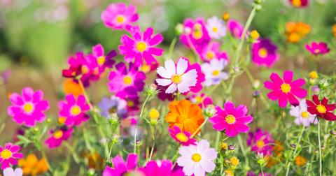 Colorful cosmo flowers in a field.