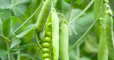 A pod of peas growing.