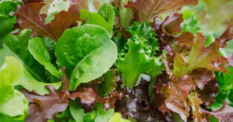 Lettuce growing.