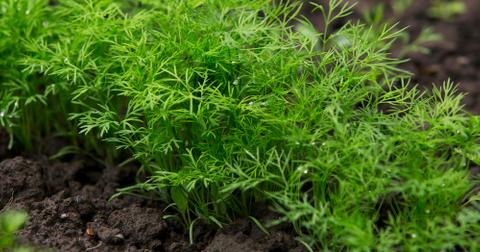 Dill plants growing in soil.