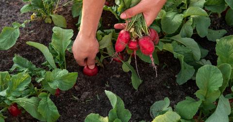 Hands picking radishes in soil.