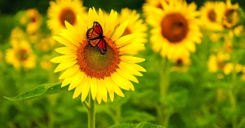 A butterfly on a sunflower.