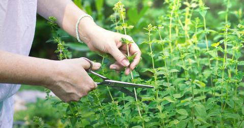 Hands trimming oregano.
