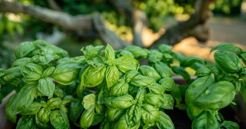 Potted basil plants.