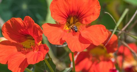 A honey bee in nasturtiums.