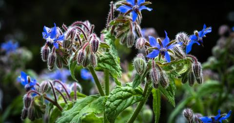 Blue borage flowers