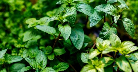 Mint plants growing