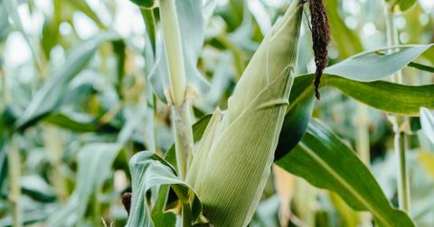 Corn growing in a field