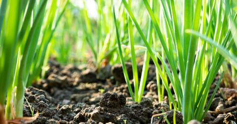 Chives growing in soil