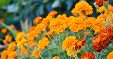 Orange and red marigolds