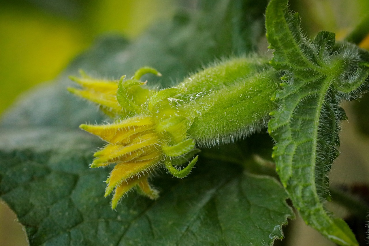 cucumber-7346506_1280.jpg