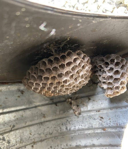 A paper wasp nest. Their colonies die out during the winter, with only a few queens hibernating to start brand new colonies the next spring.