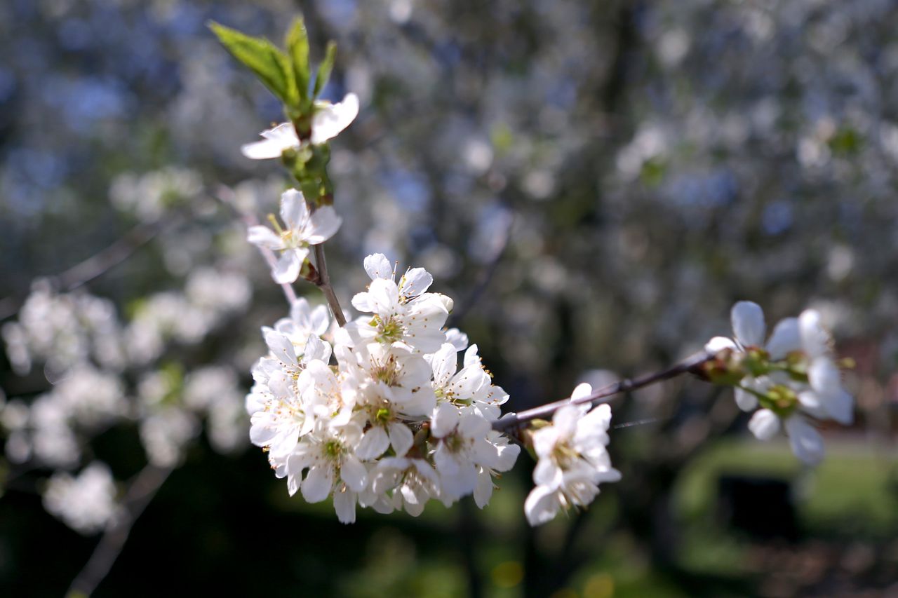White blooms on an apple tree