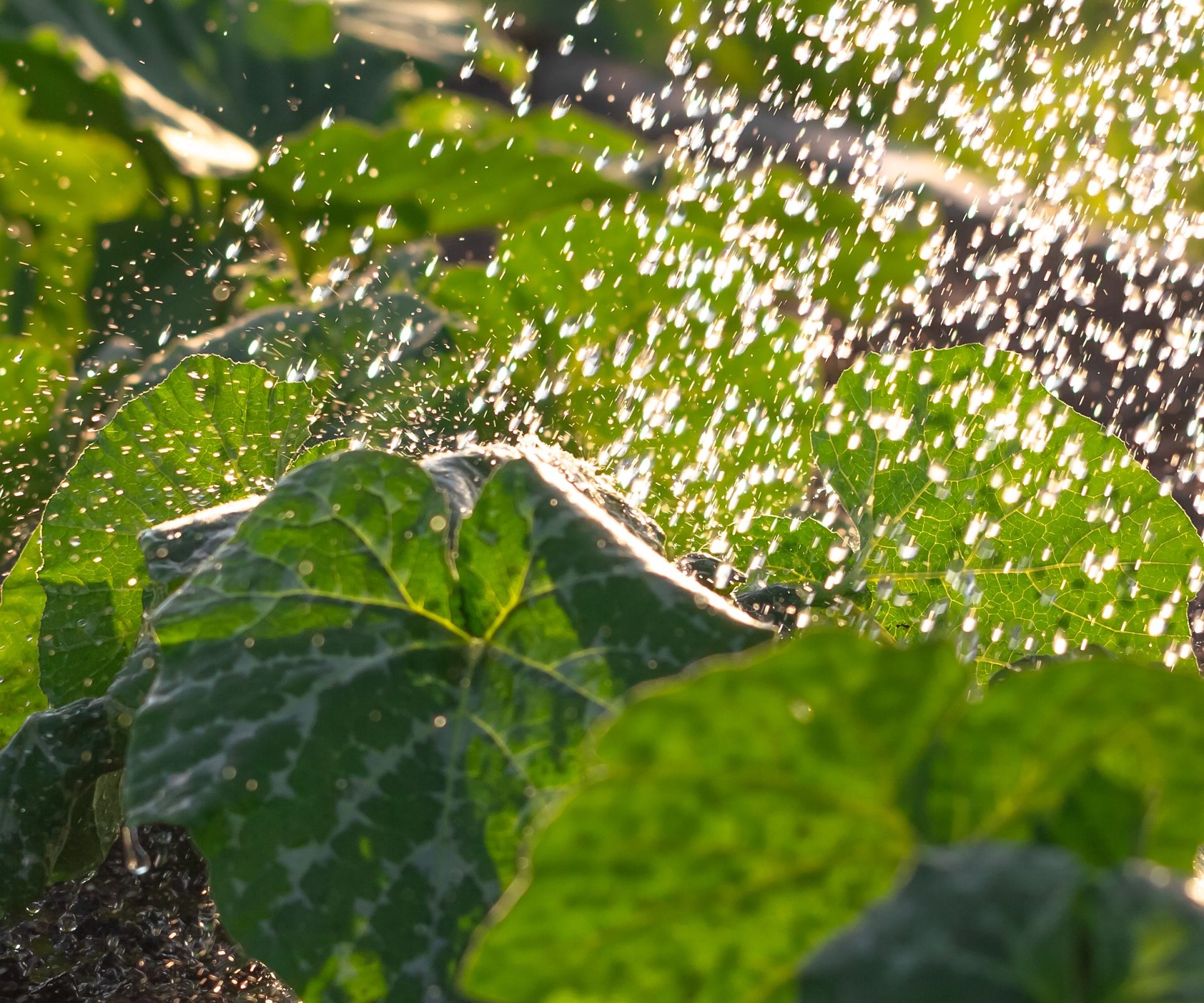 Watering squash in the vegetable garden