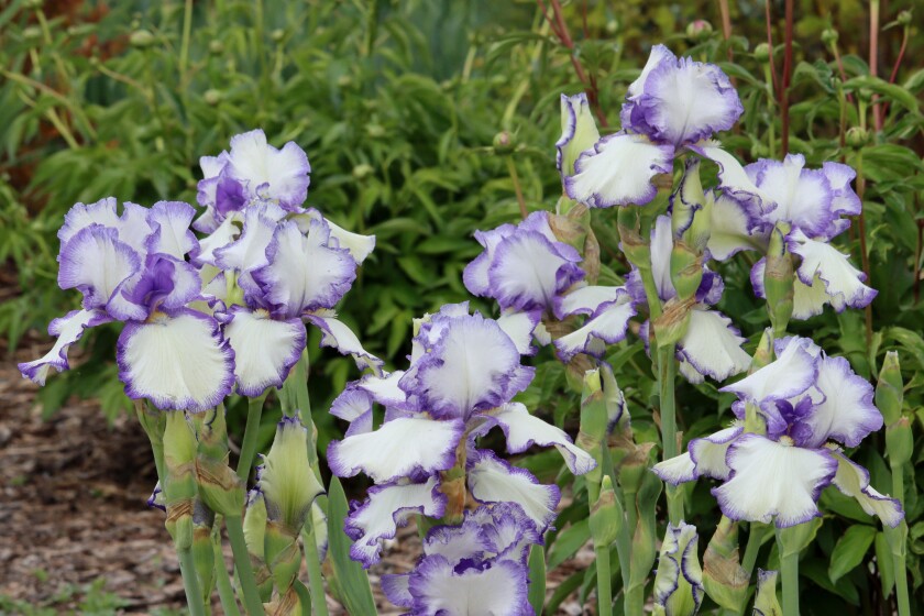 060323.F.FF.GrowingTogether.1