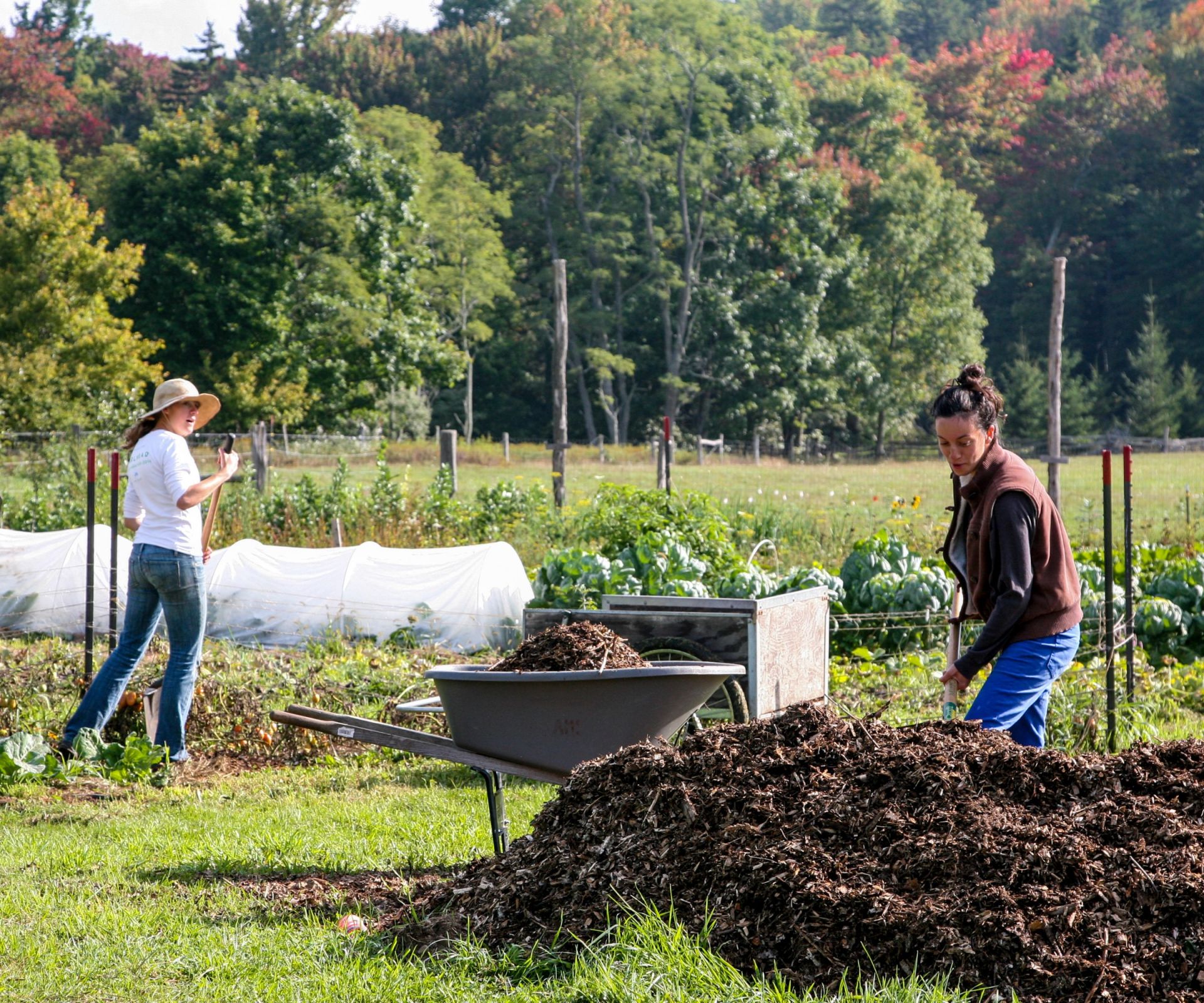 Mulching a vegetable garden