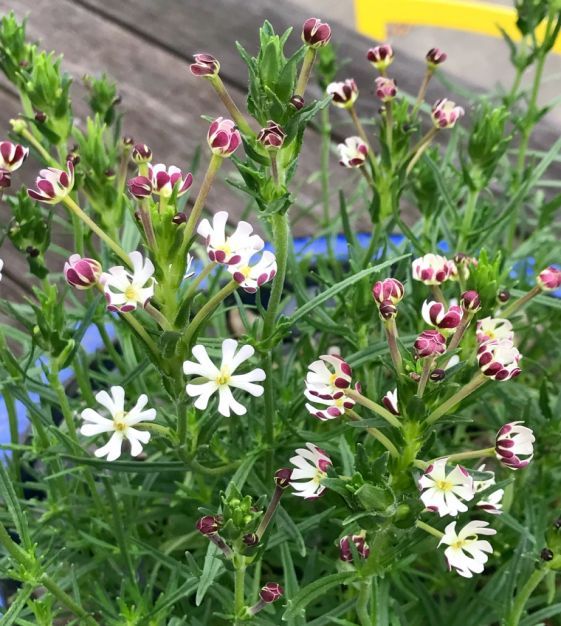 Midnight Candy Night Phlox