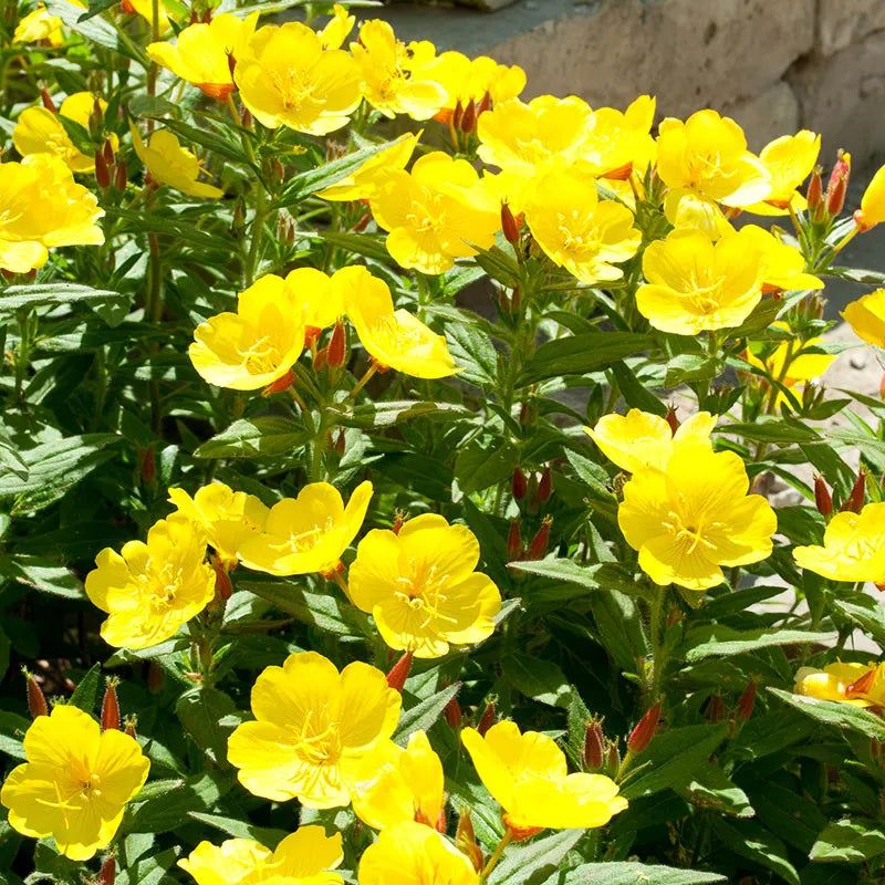 Evening Primrose