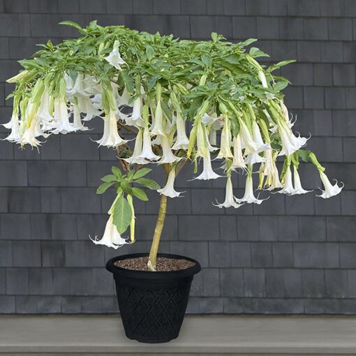 Angel’s Trumpet