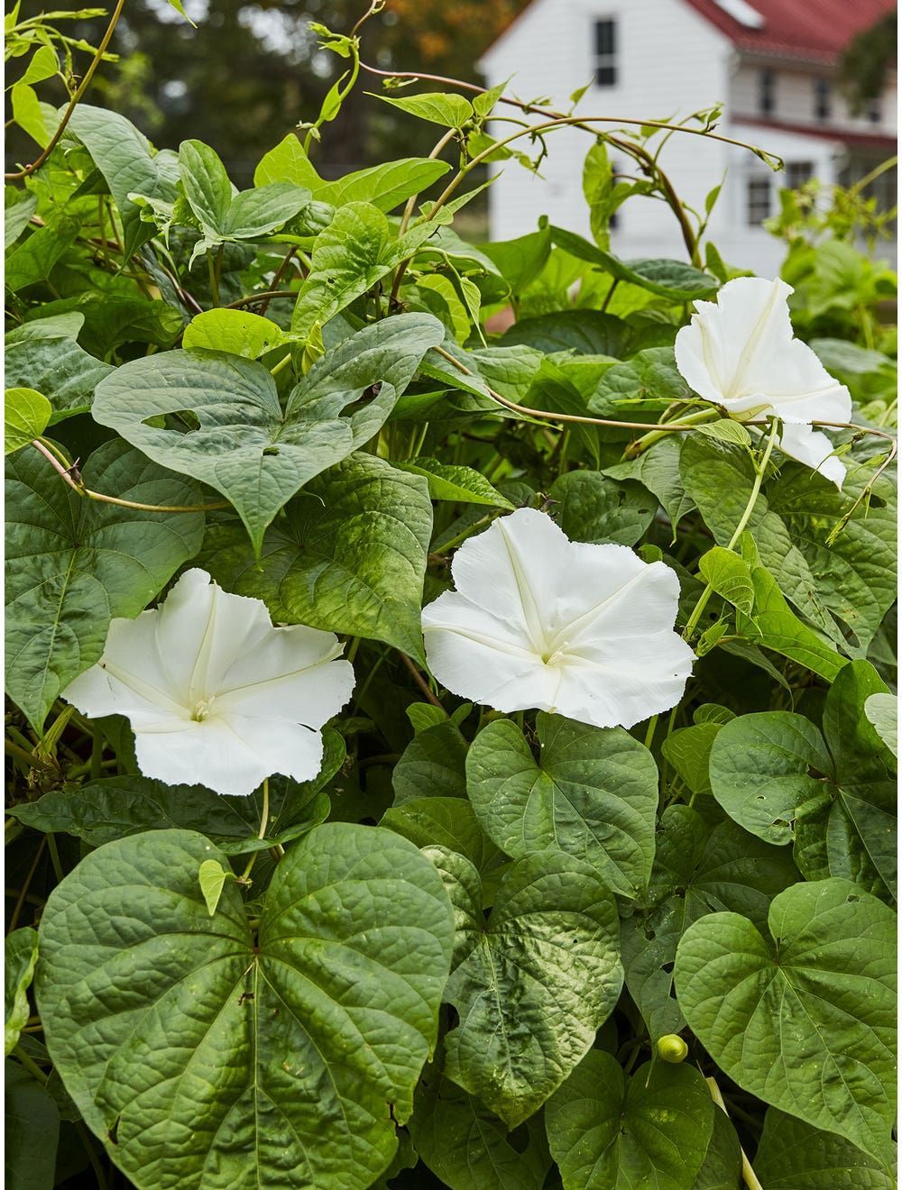 Moonflower