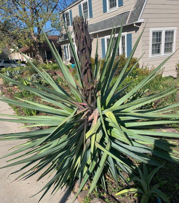 By April 12, 2023, the plant had reached its mature size, with its sharp-pointed leaves extending onto the public sidewalk. This photo shows the early stage of the flower stalk, which is about 6 inches in diameter. (Tom Karwin)