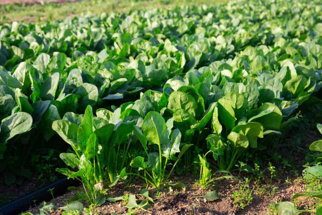 Green spinach grown in rows.