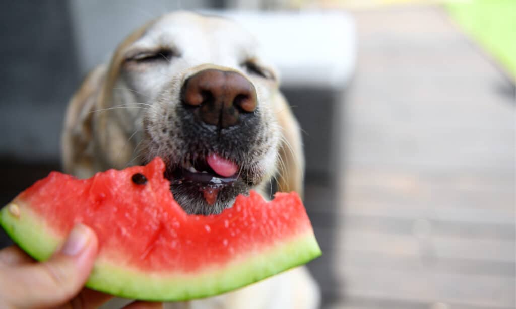 White Labrador retriever eating watermelon slice from owner's hand