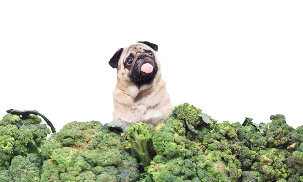 Pug sticking its tongue out while sitting in a giant heap of broccoli