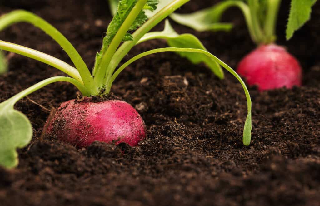 Radishes are an edible root plant