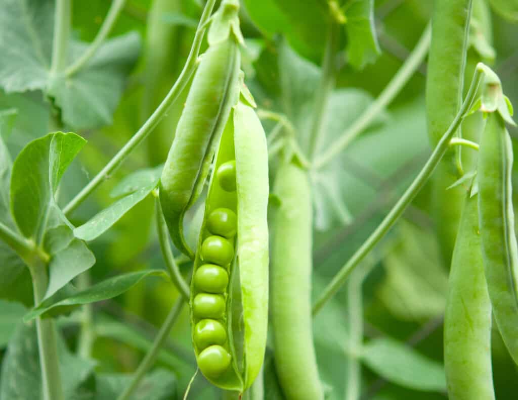 Peas in a pod growing on a plant