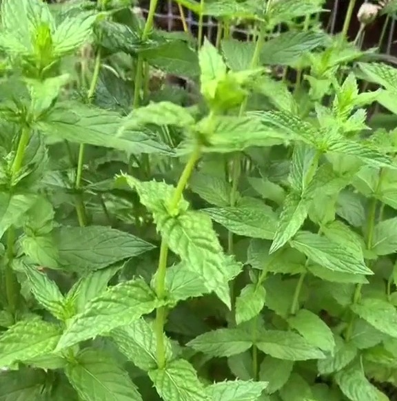 Mint is a much loved herb but some of its species are considered invasive