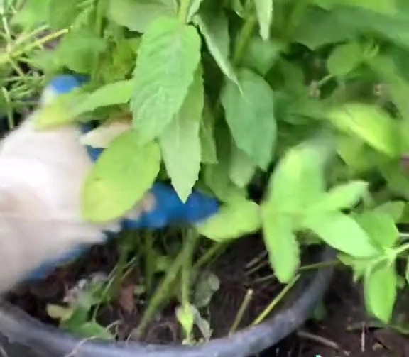 However, you can get around the issue by planting it in a bucket