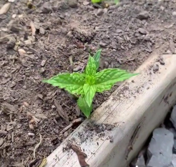 A gardening whizz gave a warning about a popular plant that could take over your flower beds