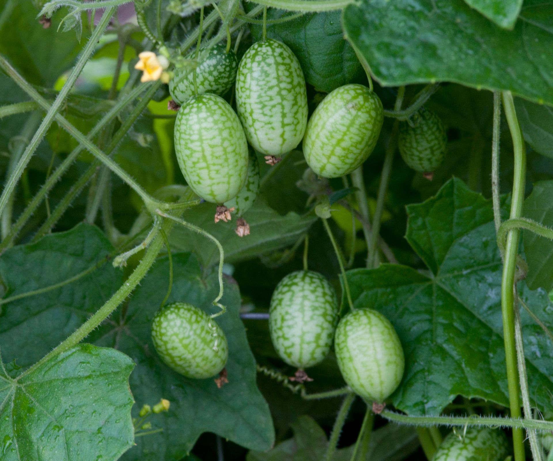 Cucamelon