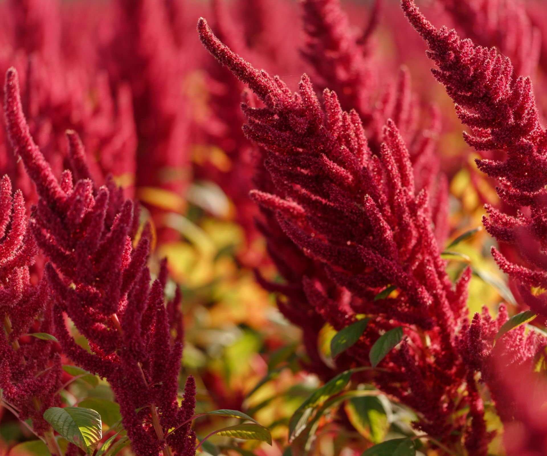 Amaranth
