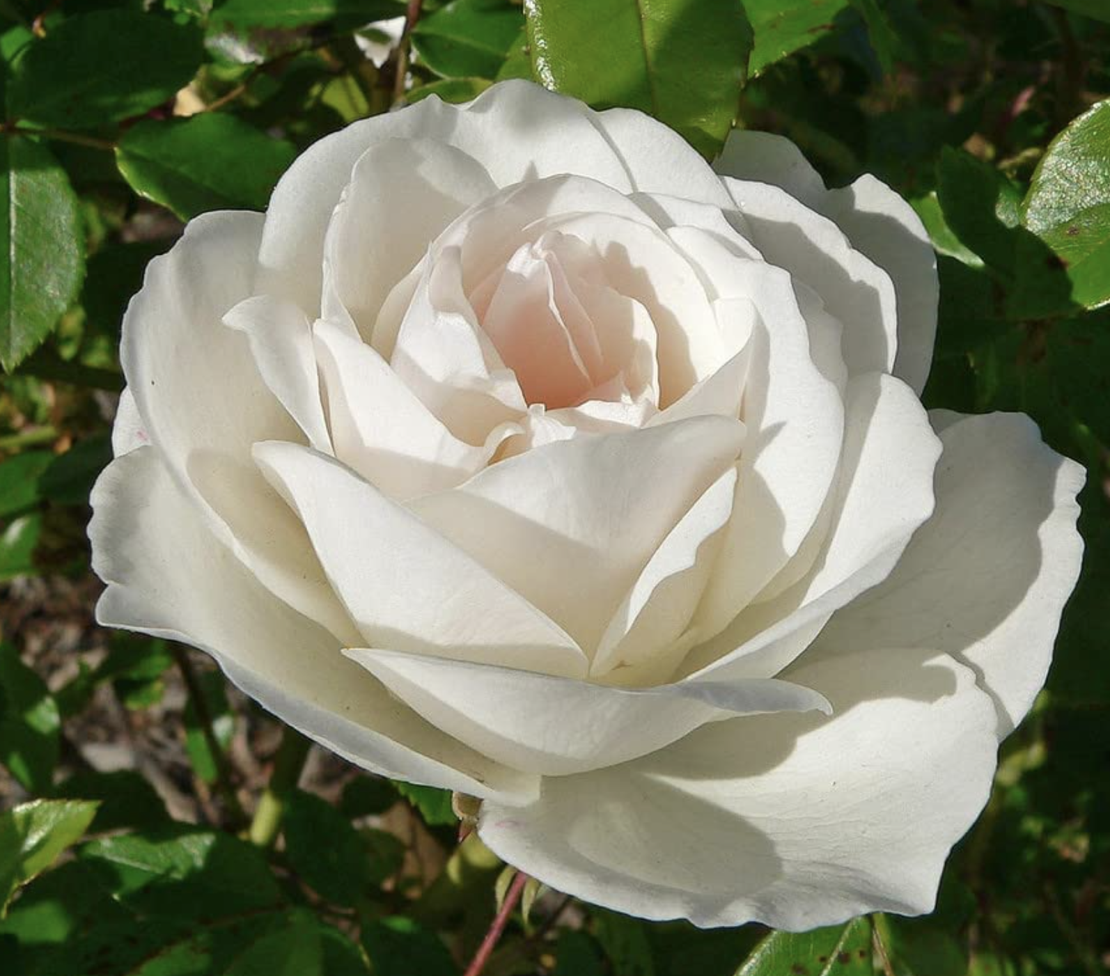 climbing rose plant