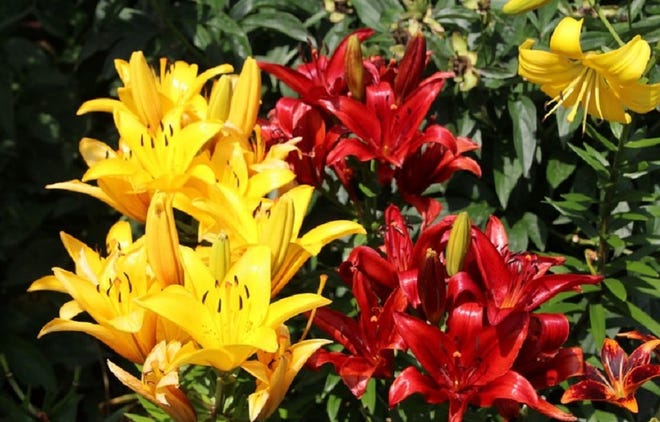 The beautiful colors of Asiatic lilies will be the focal point of any perennial garden or home landscape.