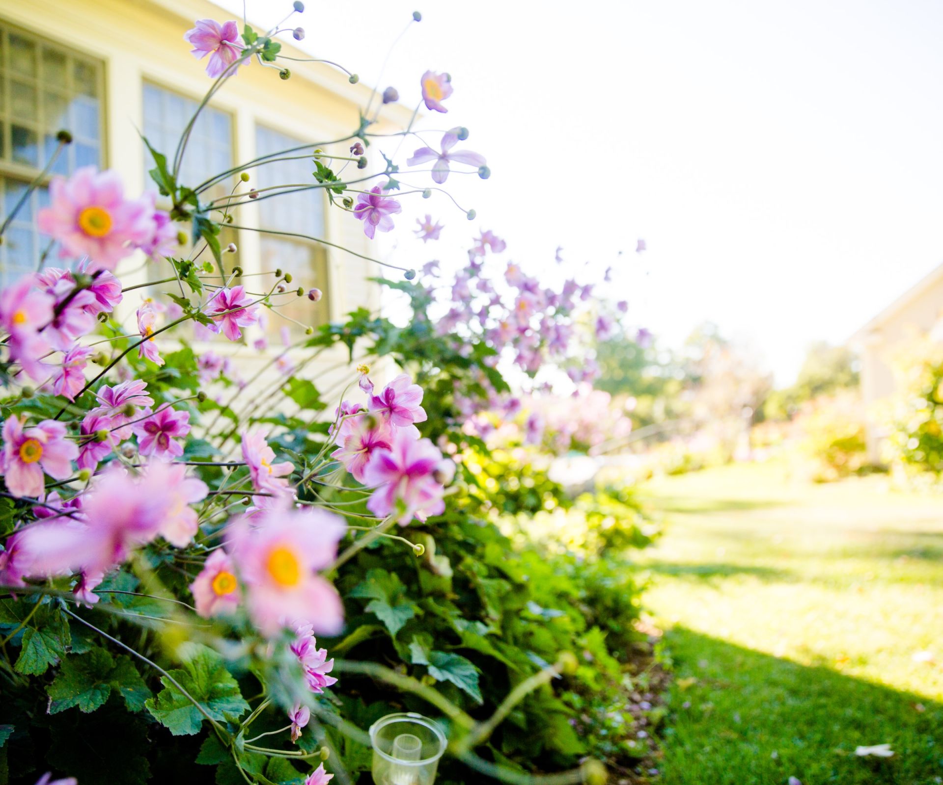Flowers in a sunny garden