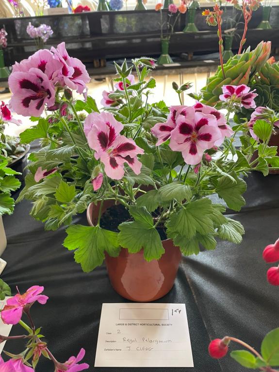 Greenock Telegraph: Greenock Telegraph: