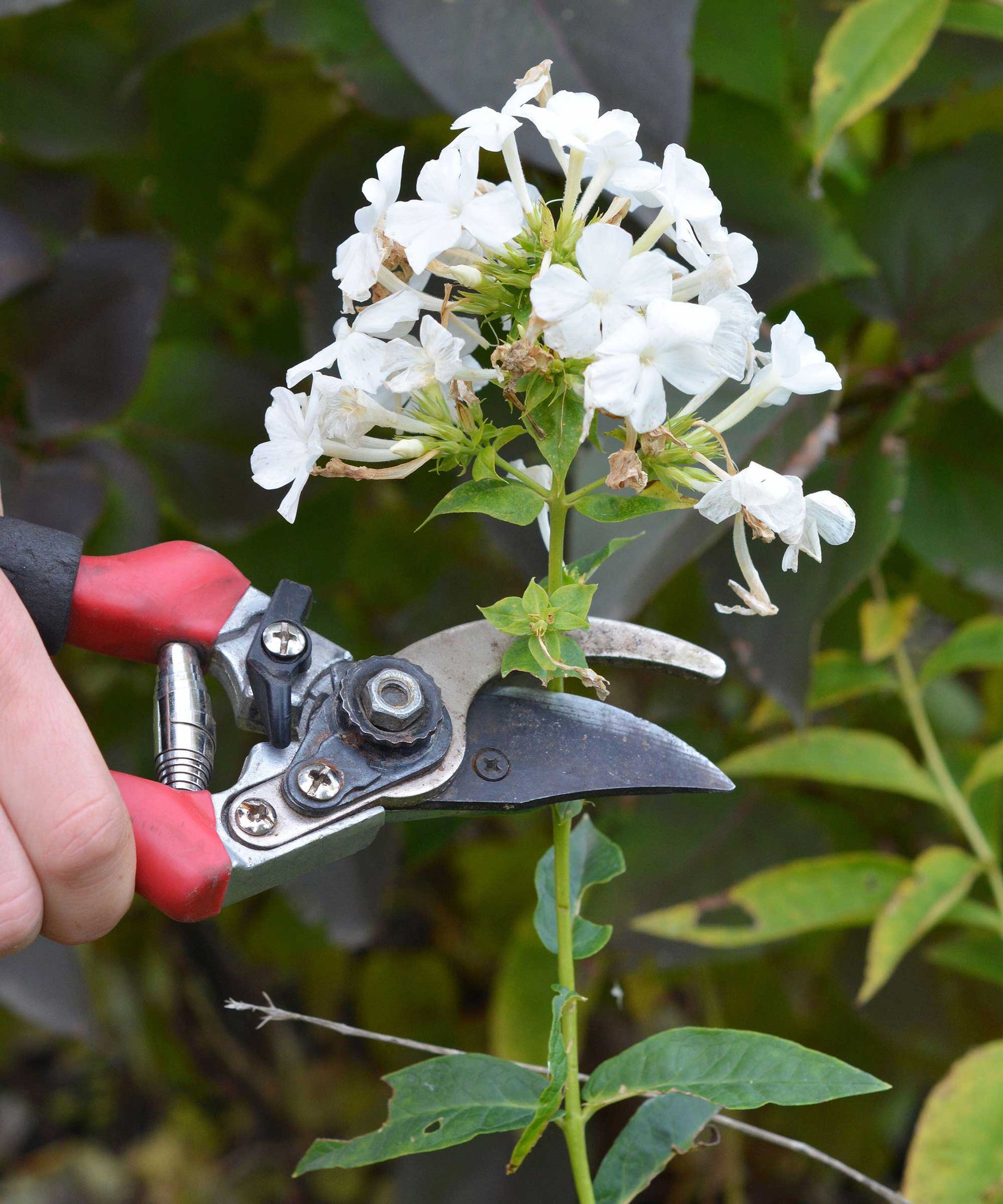deadheading white phlox
