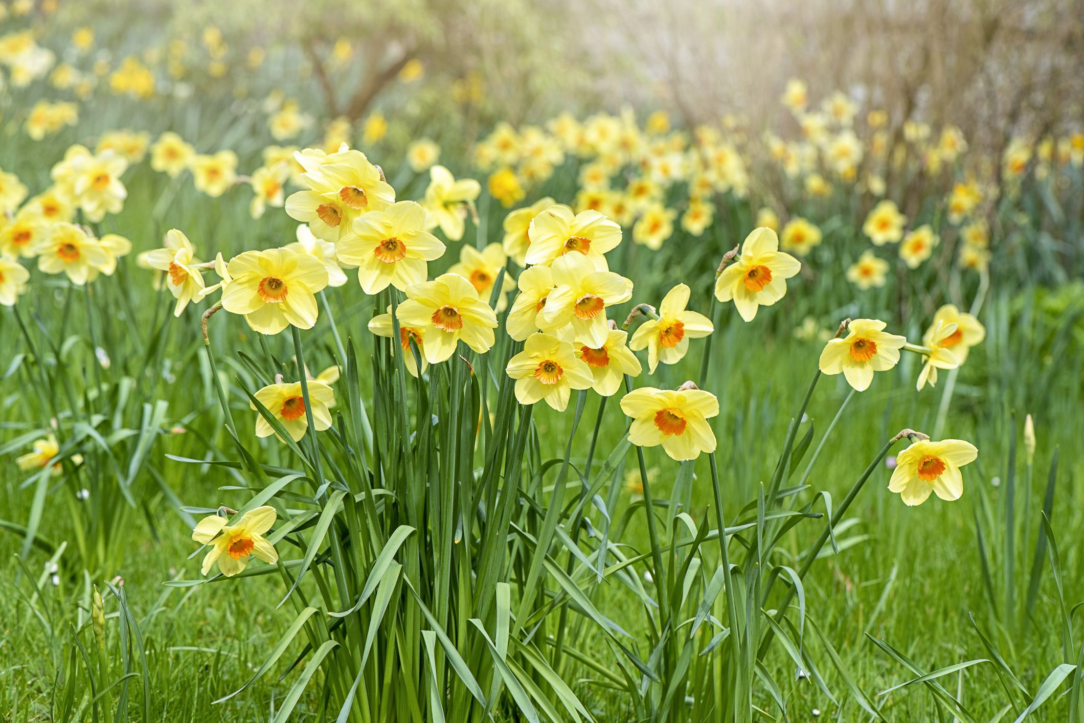 cut flower garden daffodils