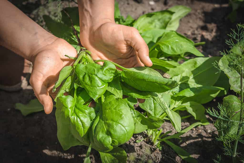 Farmer holding freshly harvested spinach leaves, vegetables from local farming, organic produce, fall harvest
