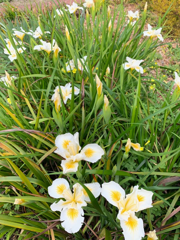 Douglas Iris +Iris douglasiana 'Canyon Snow'+. This cultivar is the most famous of all the Pacific Coast irises. The flowers are large +4-5 inches across+, yet very graceful and pure white with a golden patch in the center. It is exceptionally floriferous and the crisp whiteness of the flowers is set off by very dark green foliage. Flower stems are 1 foot tall and the plant makes a clump 4 feet across. (Tom Karwin)