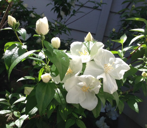 Wild Mock Orange +Philadelphus lewisii+. This deciduous shrub is native from northwestern California to the Sierra Nevada. It was first collected by Meriwether Lewis 1806 during the Lewis and Clark expedition. It grows to nine feet tall, with blossoms with a hint of pineapple. (Tom Karwin)