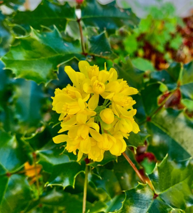 Oregon Grape +Mahonia pinnata+. This shrub is shrub native to much of the Pacific coast. bears dainty yellow flowers in early summer and a dark blue berry that ripens late in the fall. The berries can be used to make jelly. (Tom Karwin)
