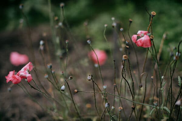 A few pink poppies and many naked stems that have lost their petals.