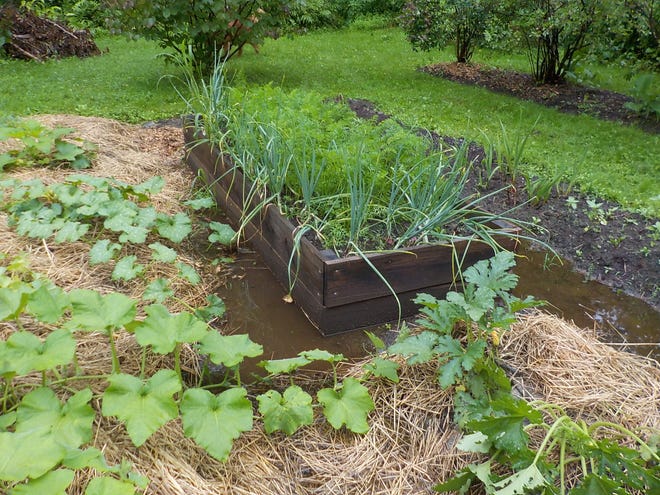 The vegetable garden is waterlogged after so much rain this summer.