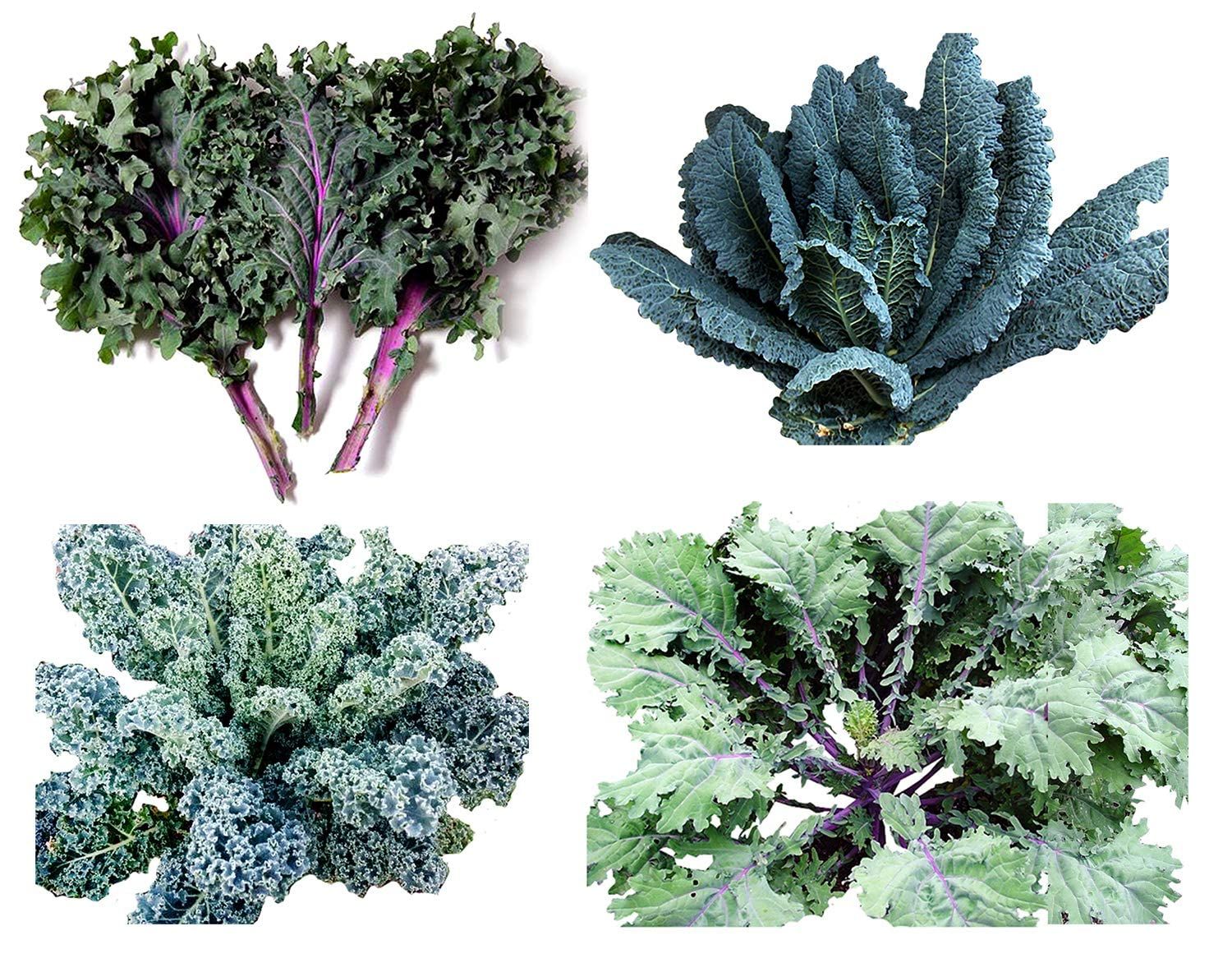 Kale Seeds