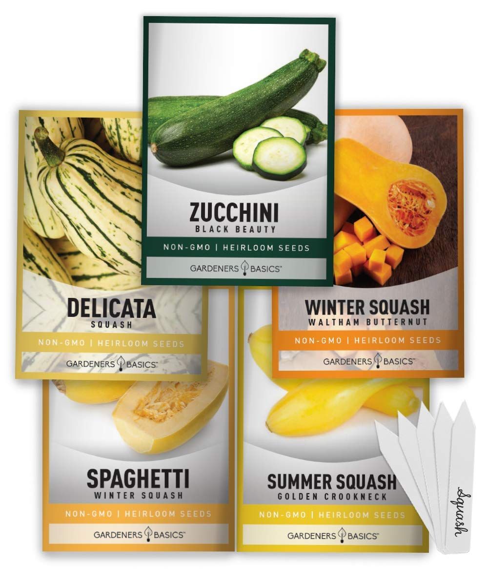 Squash Seeds