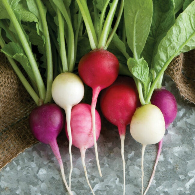 close view of a group of colorful red and pink radishes